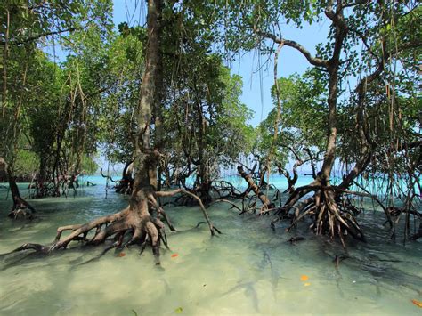 Get to know these stunning mangroves in India | Times of India Travel