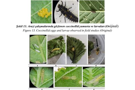 Syrphidae; eggs (a), larvae (b), pupae (c) cultured under laboratory ...