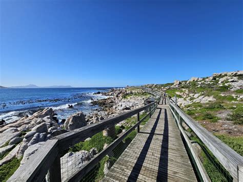 Bekijk Pinguïns bij Stony Point of Boulders Beach in Zuid-Afrika