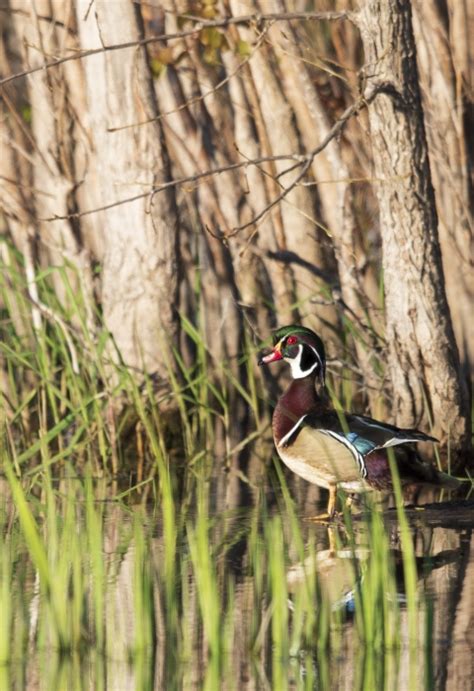 Wetlands Mapper | U.S. Fish & Wildlife Service