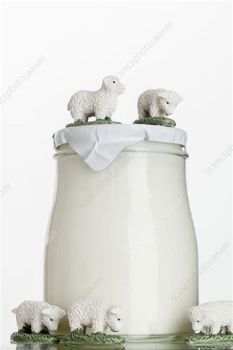 Sheep milk yogurt - Stock Image - C033/2447 - Science Photo Library