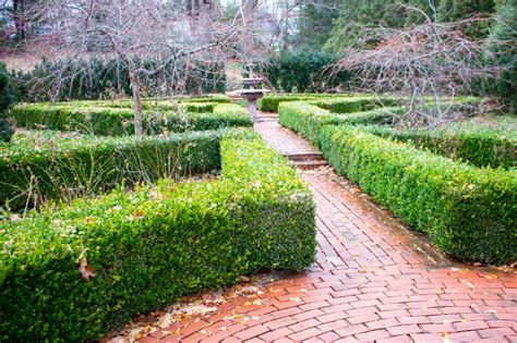 How to Thin a Boxwood Hedge – Kevin Lee Jacobs