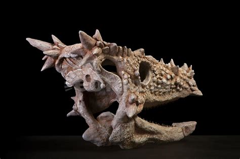 Dracorex hogwartsia | Prehistoric animals, Dinosaur fossils, Fossils