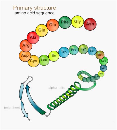 Primary Structure Of Protein Diagram