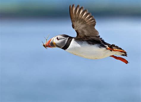 Atlantic Puffin In Flight Photograph by John Devries/science Photo ...