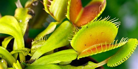 Venus Flytrap | National Wildlife Federation