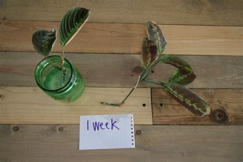 How to propagate prayer plant - Maranta Propagation - keep your plants ...