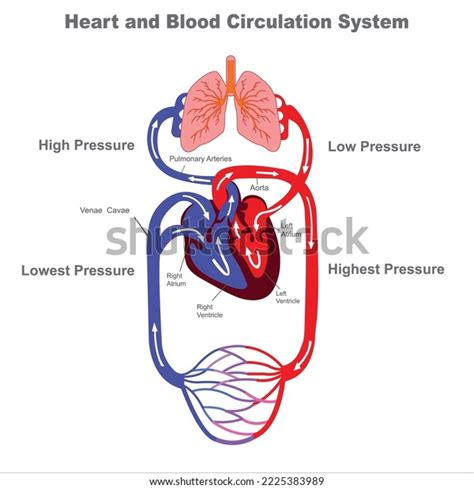 1,711 Circulatory System Drawing Royalty-Free Photos and Stock Images ...