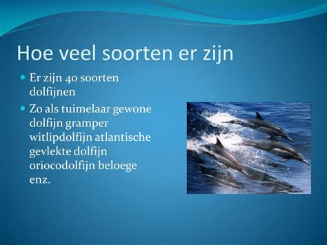 PPT - Dolfijnen PowerPoint Presentation, free download - ID:2733224