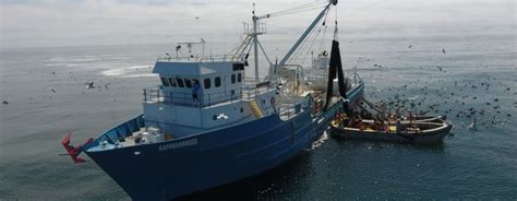 Atlantic Menhaden Harvest Cut 10 Percent | Chesapeake Bay Magazine