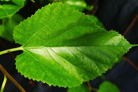 Buy Mulberry Leaf Tea: Benefits, How to Make, Side Effects | Herbal ...