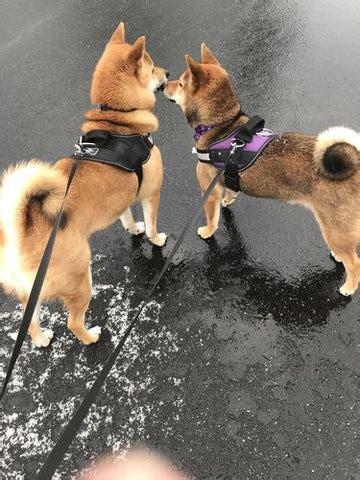 REVIEWS: Best Dog Harness For Shiba Inus – Joyride Harness