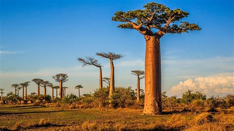 Fun Facts about the Baobab Tree - Secret Africa