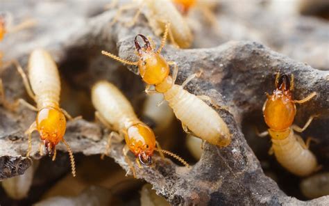 Termite Control Manila Philippines | Pest-Ex - Pest Ex Philippines