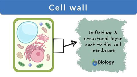 Cell Membrane In A Plant Cell