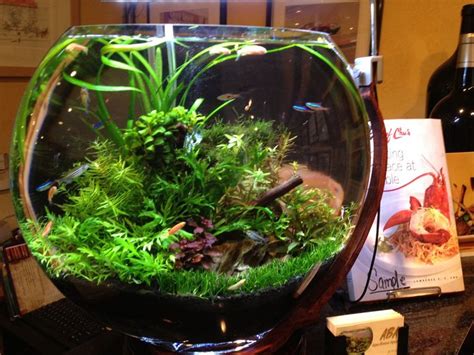 65 best images about Goldfish & Betta Bowls on Pinterest | Betta fish ...