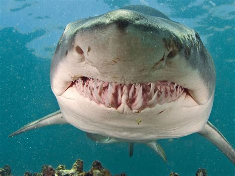 Different Types Of Shark Teeth American Oceans, 58% OFF