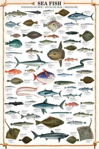 Sea Fish Wall Chart (59 Saltwater Species) Poster - Eurographics | Sea ...