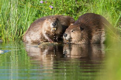 Beaver Symbolism: Unpicking The Spiritual Meaning And Dream Meaning Of ...