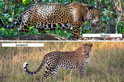 Jaguar vs Leopard - How to tell them apart - The Wildlife Diaries