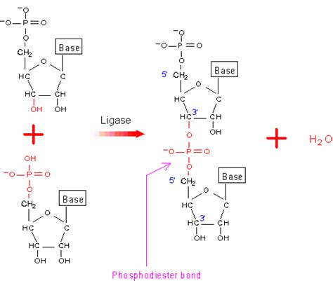 Formation of the phosphodiester bond through the condensation reaction ...