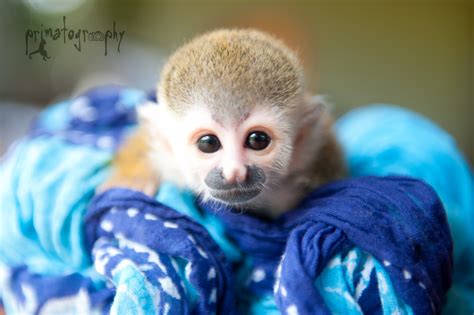 Primatography • Meet our newest Titi monkey baby! He was found on...