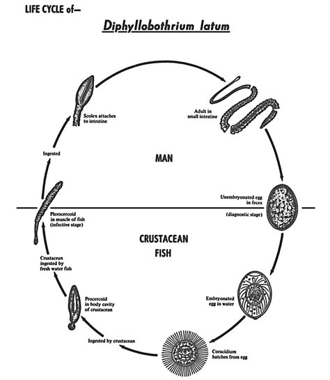 giant squid life cycle