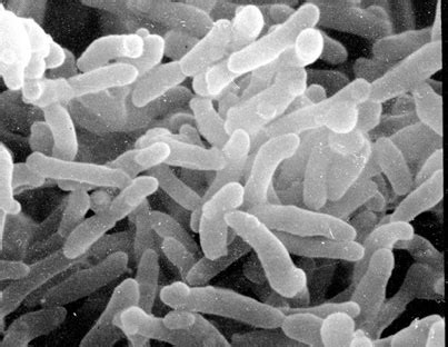 Corynebacterium - microbewiki