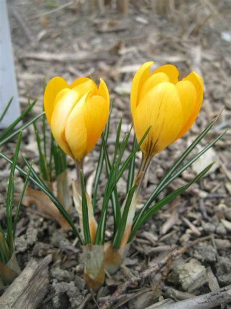 Crocus flavus (Yellow Crocus) - World of Flowering Plants