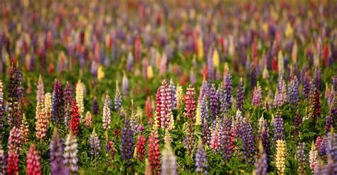 Guide to Growing Lupine Flowers