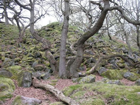 from 'Ghosts and Shadows of Woodlands Past’ | Scary places, Woodlands ...