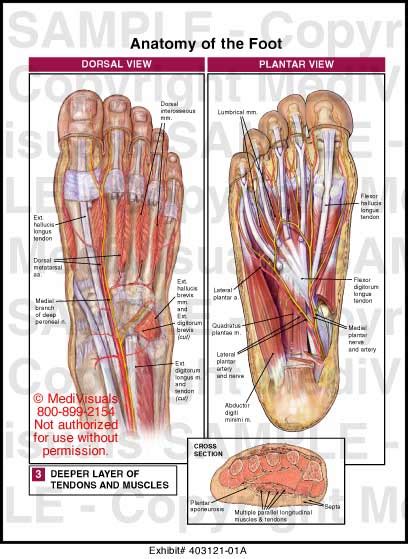 Anatomy of the Foot Medical Illustration Medivisuals