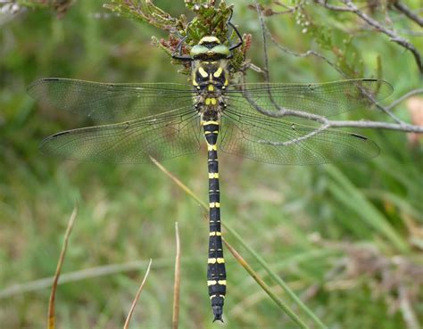 Sussex Nature: July 2011