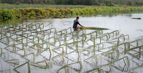 Man Working in Rice Plantation in Water · Free Stock Photo