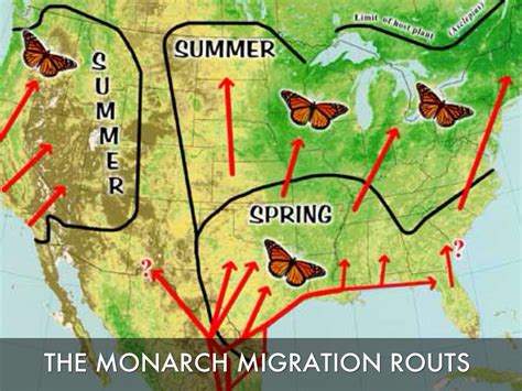 Monarch Butterfly Map