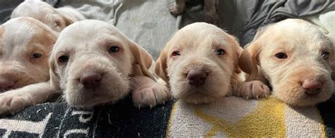 Spinone Italiano Puppies For Sale