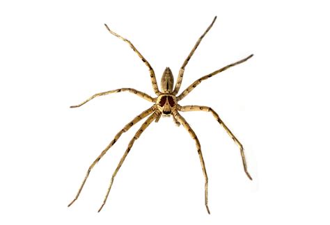 Giant Crab Spider | Pest Library | Burns Pest Elimination