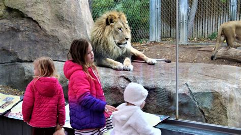 Denver Zoo 'Free Days' start in January | 9news.com