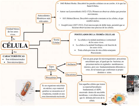 Cuadros sinópticos de la Célula 【Descargar】