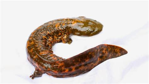 The Hellbender: Giant Salamander of the United States | The Ark In Space