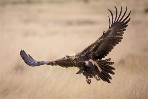 Wedge-tailed Eagle - BirdLife Australia