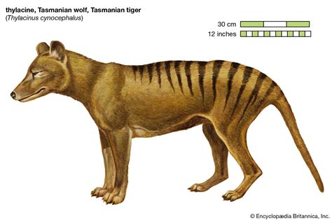 Why is the thylacine extinct? | Britannica