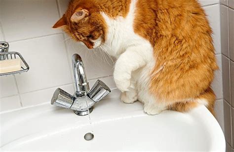 Cat-bathing made easier with patience, preparation and treats | The Star