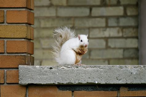 White Squirrel of Exeter, Ontario | As seen in this story on… | Flickr