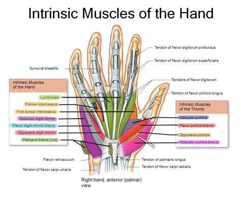 Cynical Anatomy : Intrinsic Muscles of the Hand The intrinsic...