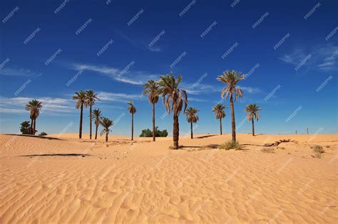 Premium Photo | An oasis in the sahara desert in the heart of africa