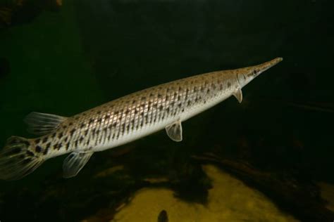 spotted gar (Lepisosteus oculatus) Small Fish, Cichlids, Freshwater ...