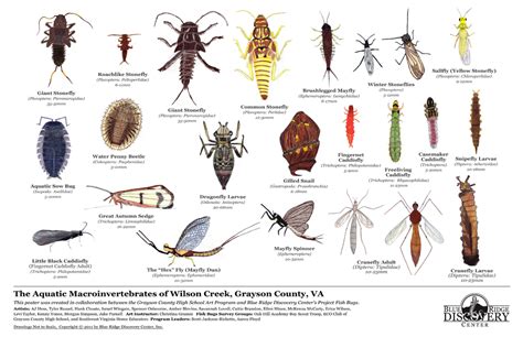 Aquatic: Aquatic Macroinvertebrates