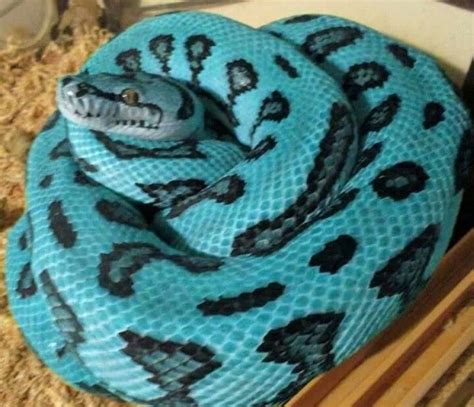 Blue carpet python | Cute snake, Pet snake, Blue carpet