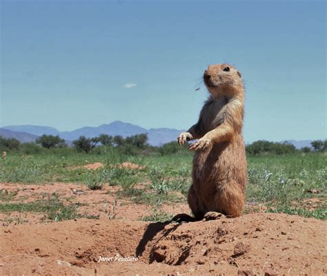 Prairie Dogs as Keystone Species - Winterberry Wildlife